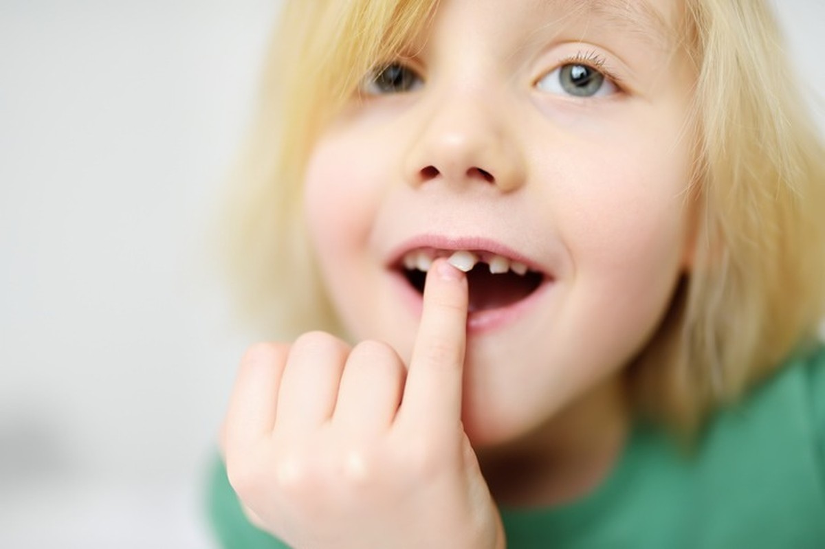 Science pour les enfants : article de l’USP de Ribeirão Preto expliquant le processus de régénération des dents |  Ribeirao Preto et Franca