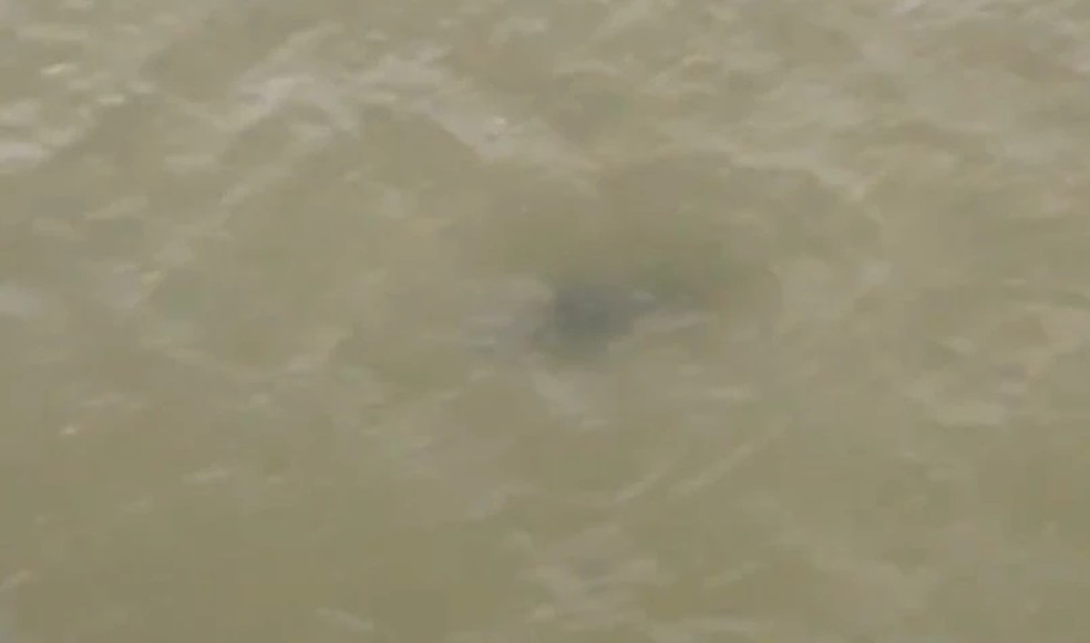 tubarões são vistos na Praia do Calhau e banhistas são alertados por patrulhamento aéreo em São Luís — Foto: Reprodução
