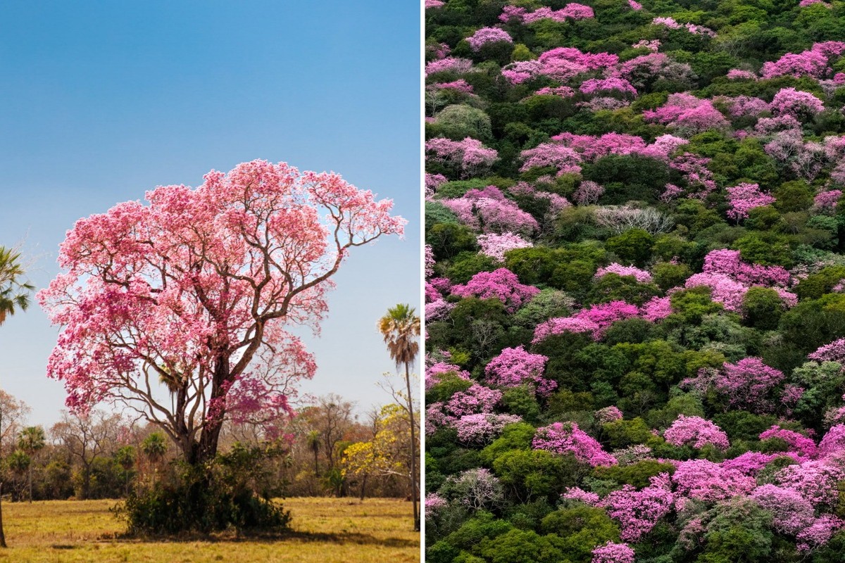 Em ano de El Niño, ipês rosados florescem mais tarde e colorem o Pantanal 