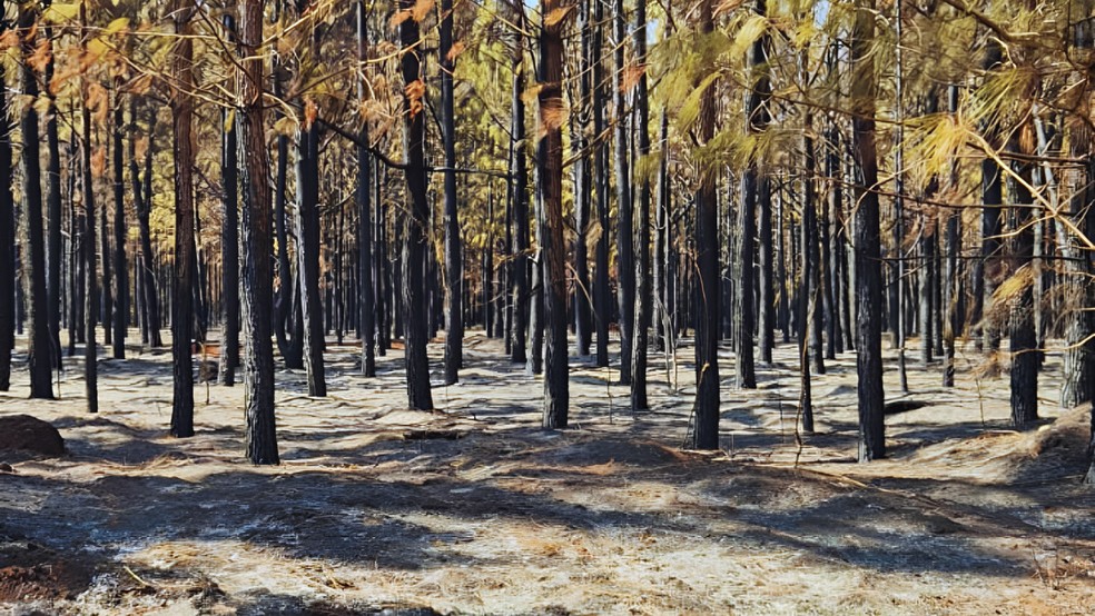 Floresta da Faber-Castell — Foto: Corpo de bombeiros/Divulgação