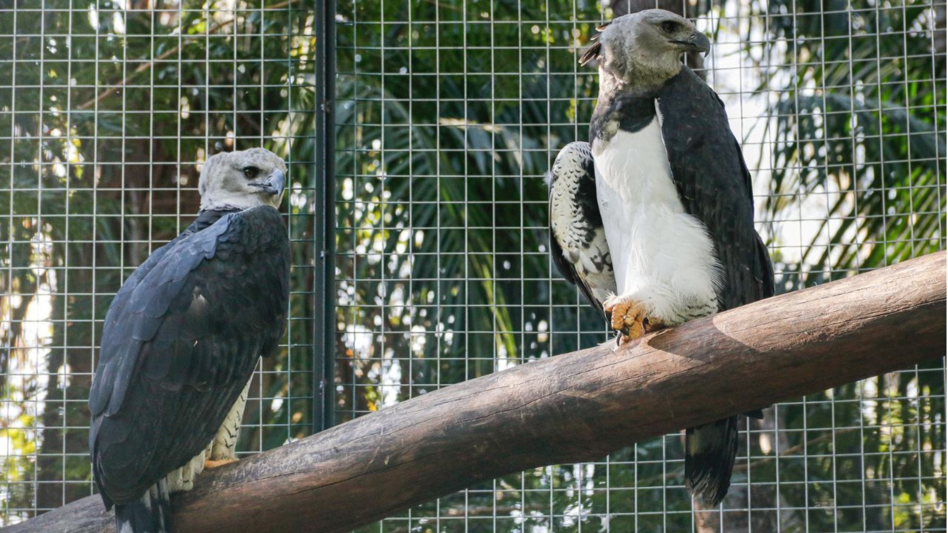 Maior ave de rapina do país e considerada a mais forte do planeta, casal de harpias estreia recinto no Zoobotânico em Rio Preto