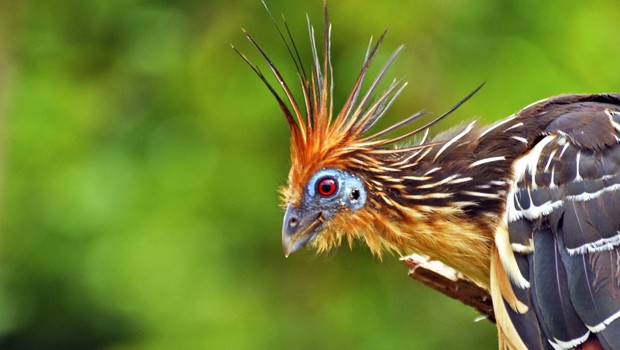 Cabelo comprido e leve odor: curioso pássaro descoberto há mais de 200 anos é um dos ícones do Tocantins