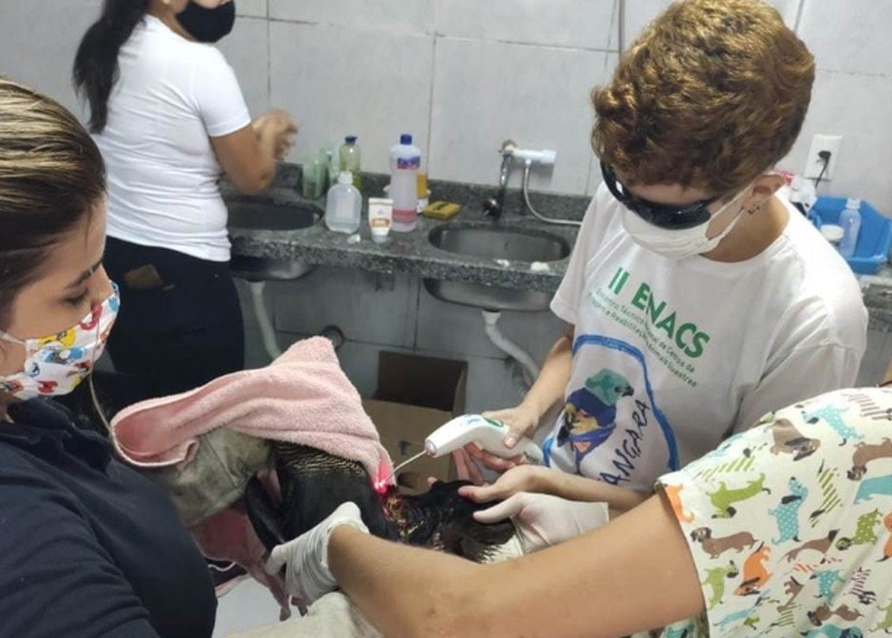 Linhas de pipa com cerol e outras substancias cortantes provocam ferimentos e mutilacoes em aves silvestres Pernambuco G1