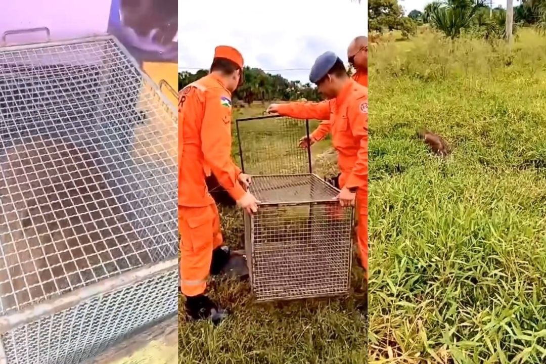 VÍDEO: capivara perdida é resgatada pelo Corpo de Bombeiros na zona urbana de Ji-Paraná, RO