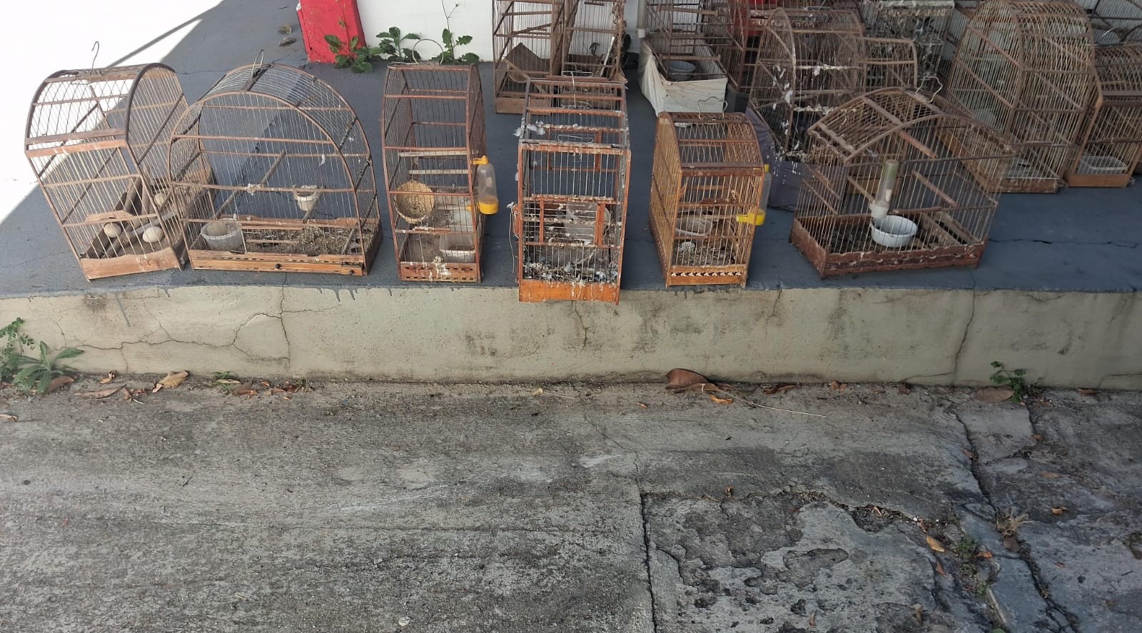 Polícia Ambiental encontra mais de 60 animais em situação irregular e aplica R$ 85,5 mil em multas em SP