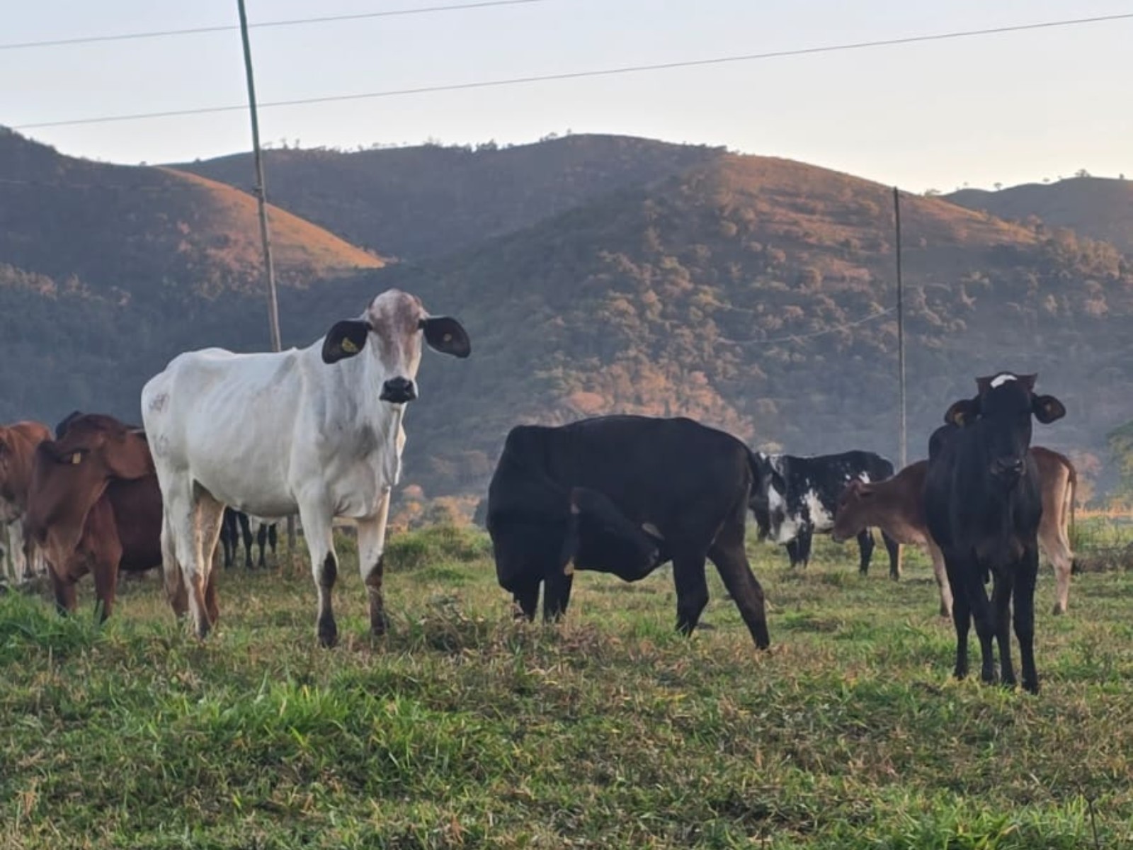 Operação contra furto de gado prende dois suspeitos e apreende arma, veículos e animais em cidades de MG