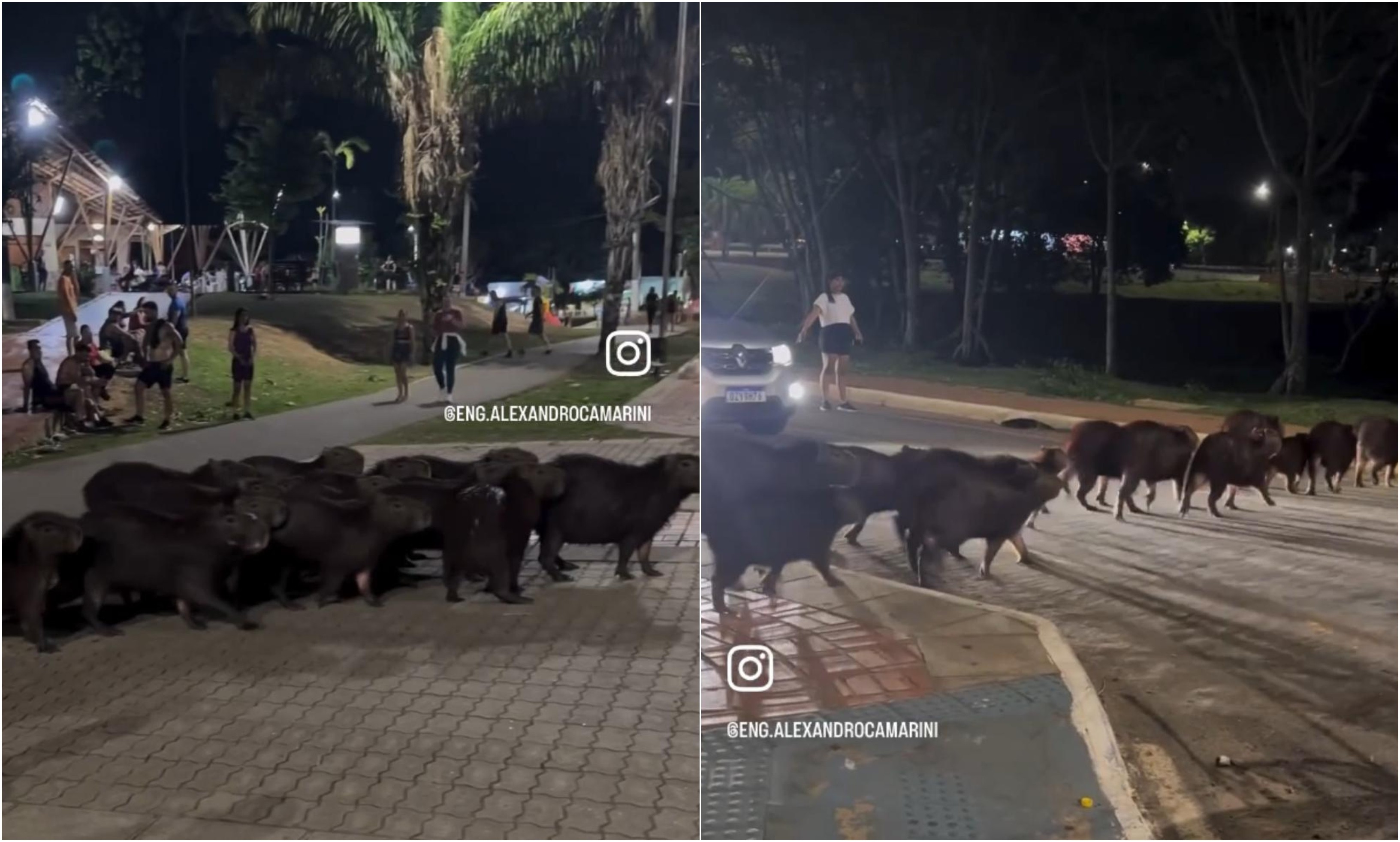 Grupo de capivaras atravessa rua em fila e para o trânsito em Rio Branco; vídeo