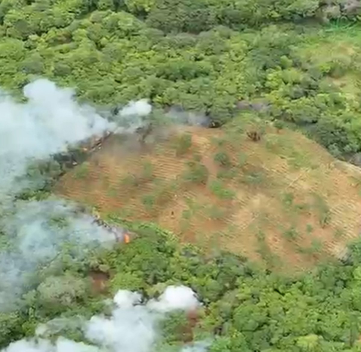 Plantação com 18 mil pés de maconha para abastecer o tráfico é encontrada na PB; Um suspeito é preso