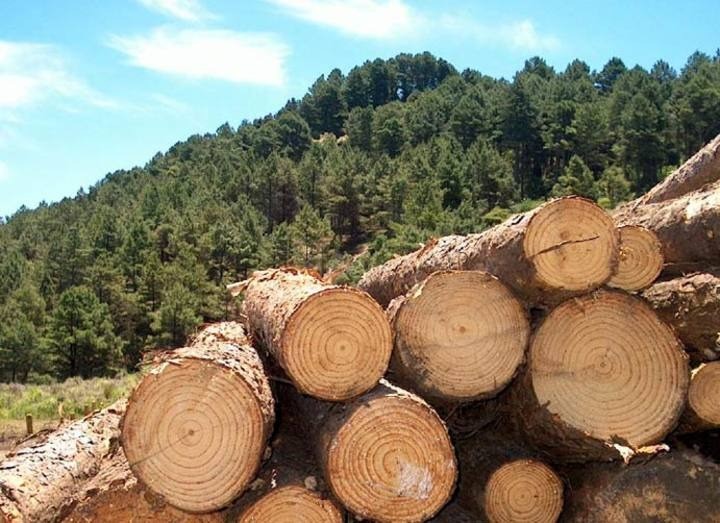 Exportações de madeira do Pará sofrem queda de 11% e setor teme impacto da tarifa dos EUA