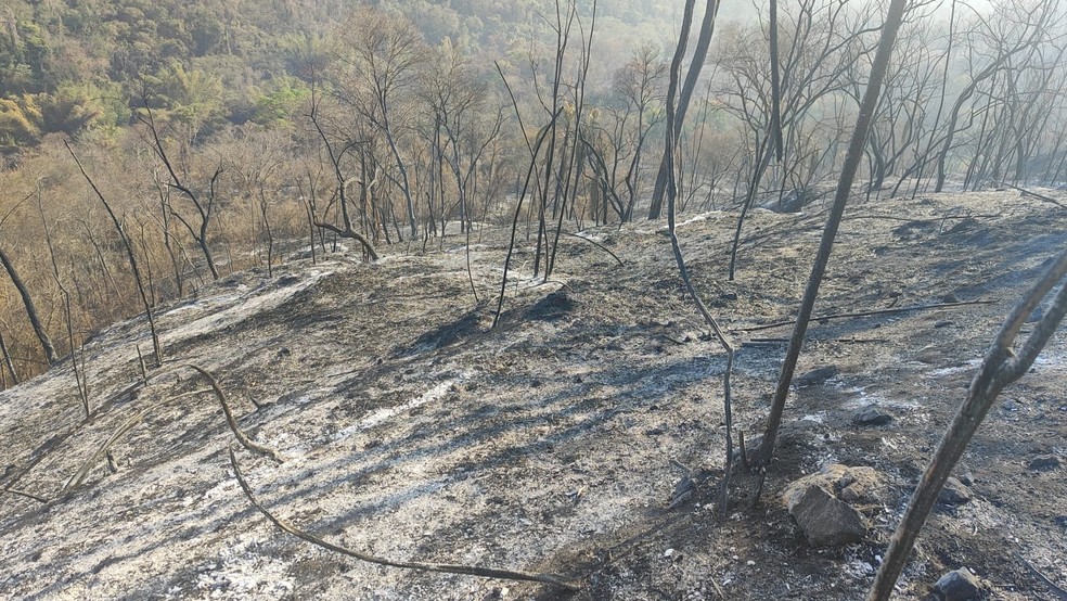Imagem Polícia Ambiental/Divulgação