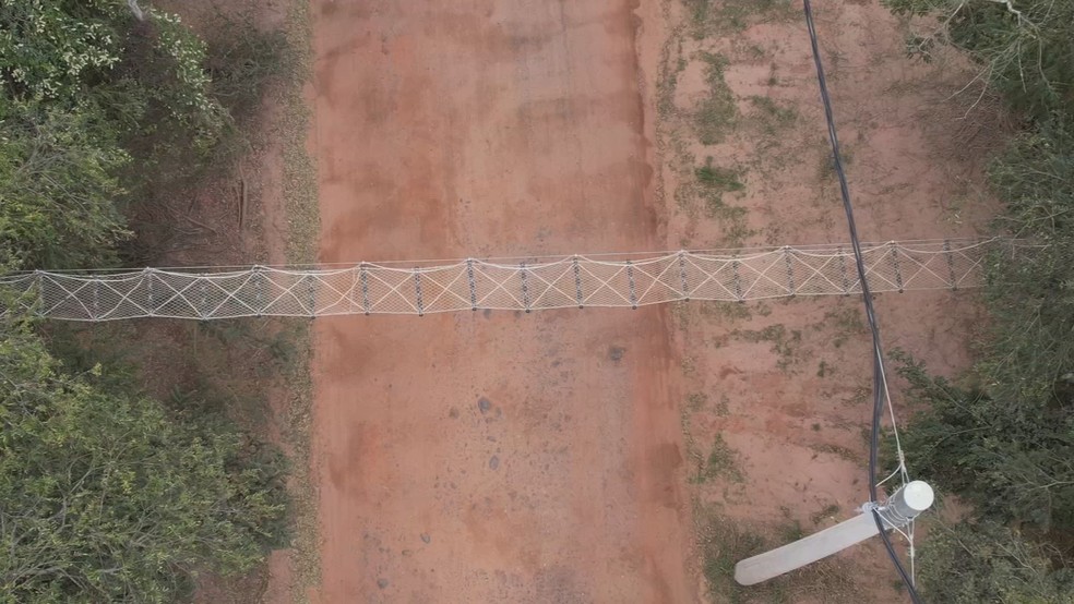 Projeto de Anhembi constrói ponte ecológica para proteger maior espécie de primata das Américas — Foto: TV TEM/reprodução