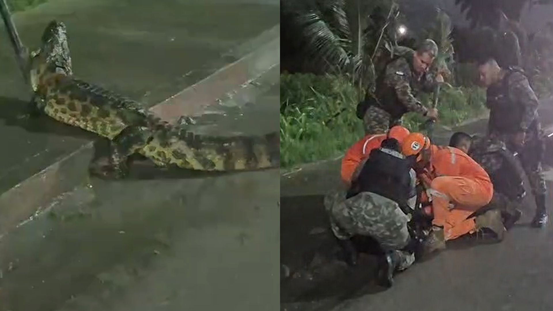 Jacaré é contido por motociclistas e resgatado por bombeiros e policiais na BR-232; VÍDEO