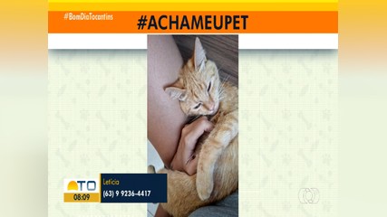 Veja o quadro Acha Meu Pet e ajude a encontrar animal perdido