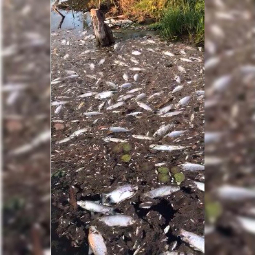 Peixes foram encontrados mortos no Rio Teles Pires em Sinop (MT) — Foto: Divulgação