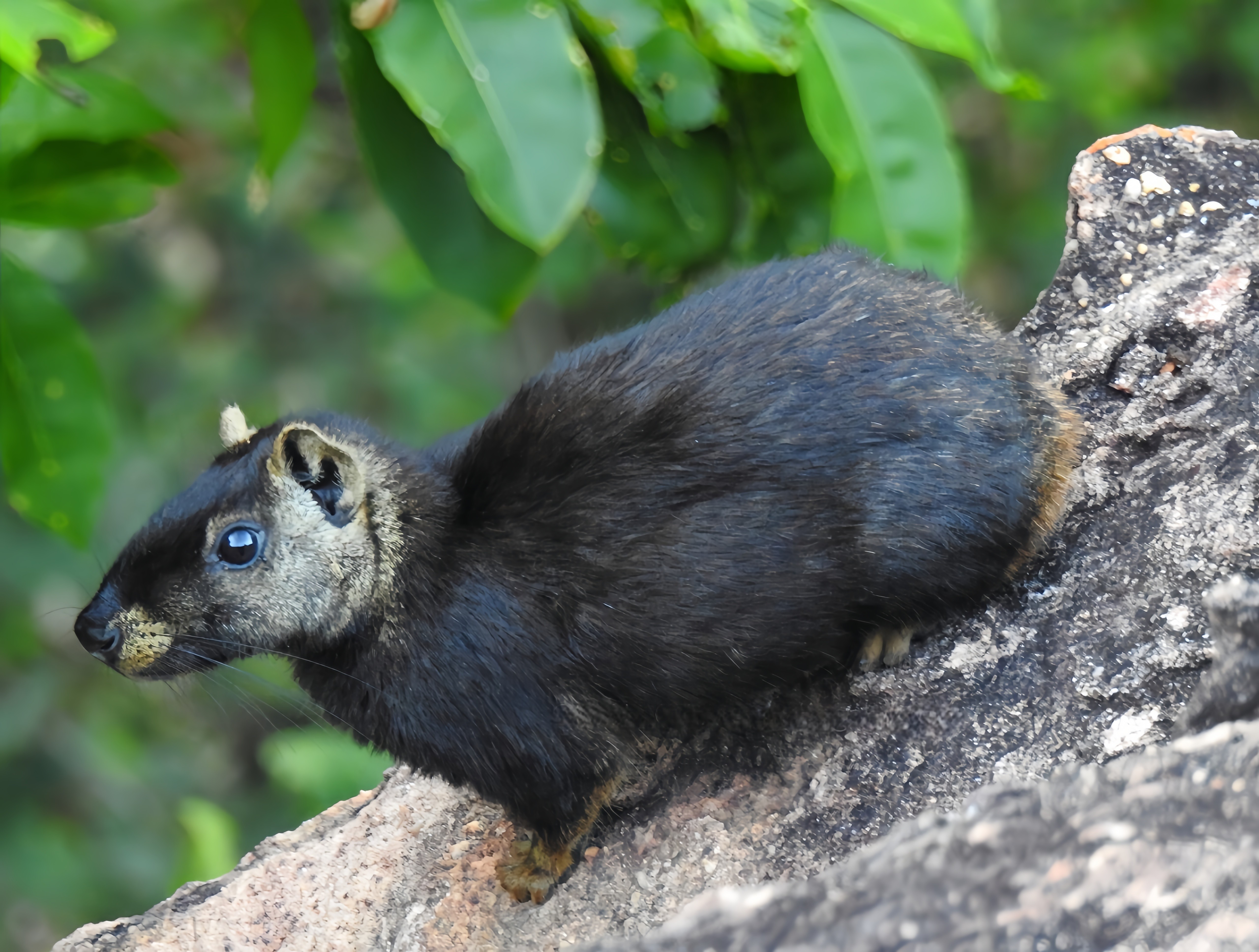 Serra da Capivara, no Piauí, abriga roedor com coloração diferente 