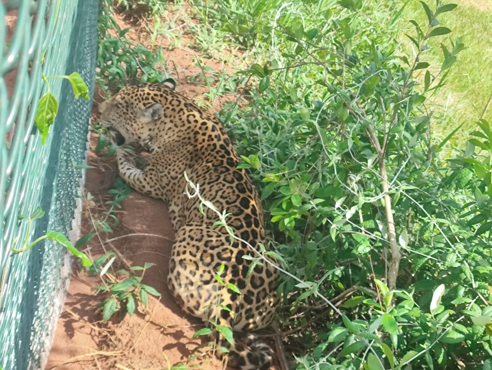 Onça-pintada foi flagrada às margens da Rodovia Arlindo Bettio (SP-613), em Teodoro Sampaio (SP) — Foto: Reprodução/Redes sociais