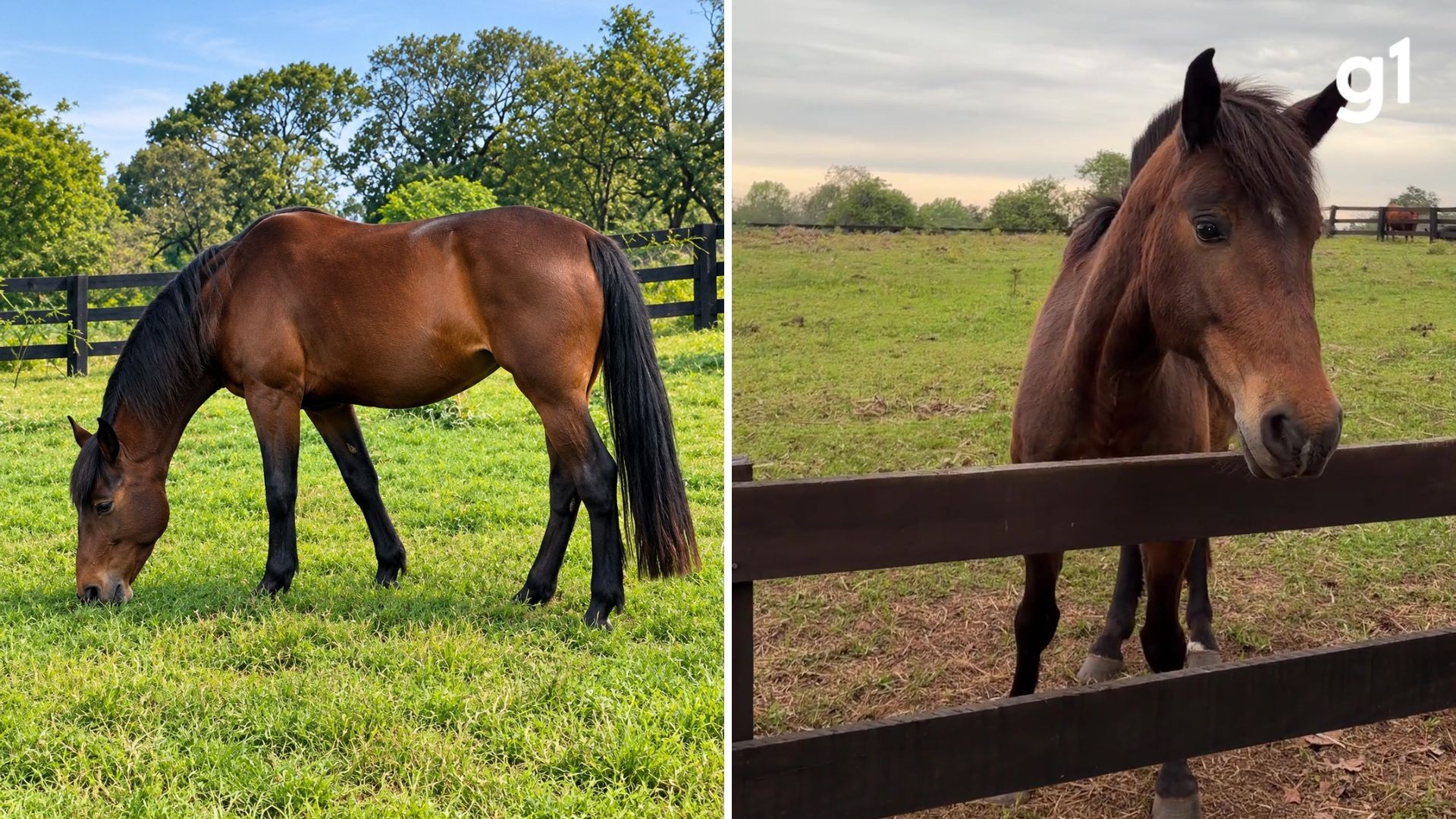'Hora Extra': 10 dias após a chegada, companheira do cavalo Caramelo se adapta à vida em hospital veterinário no RS