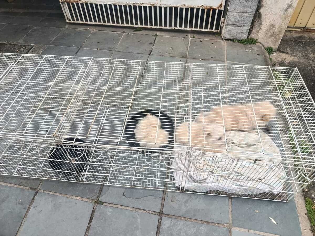 13 cães são resgatados de canil clandestino em Volta Redonda