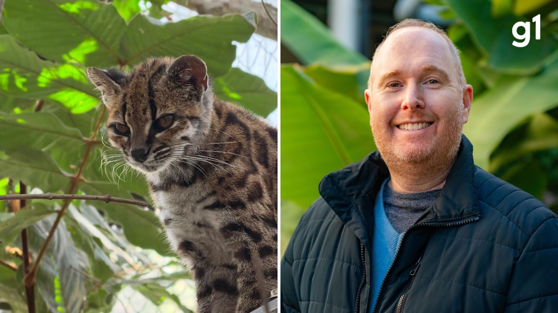 Quem é o professor do RS que fez a 1ª descoberta de felino em 100 anos | G1