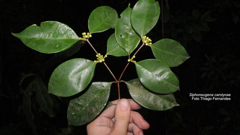 Cientistas do Jardim Botânico descobrem espécie de árvore rara em Maricá