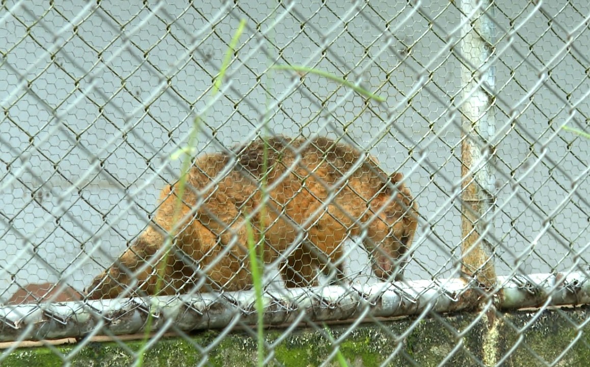 Prefeitura de Alfenas transfere animais e pretende encerrar atividades do zoológico no Parque Municipal