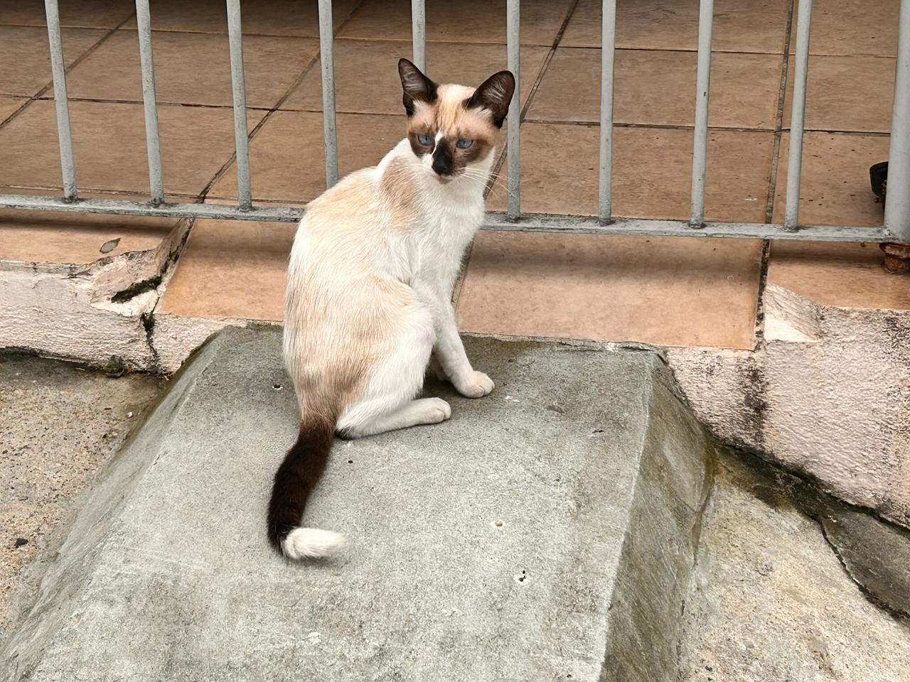 Moradores denunciam mortes de gatos com sinais de envenenamento e espancamento em Campos
