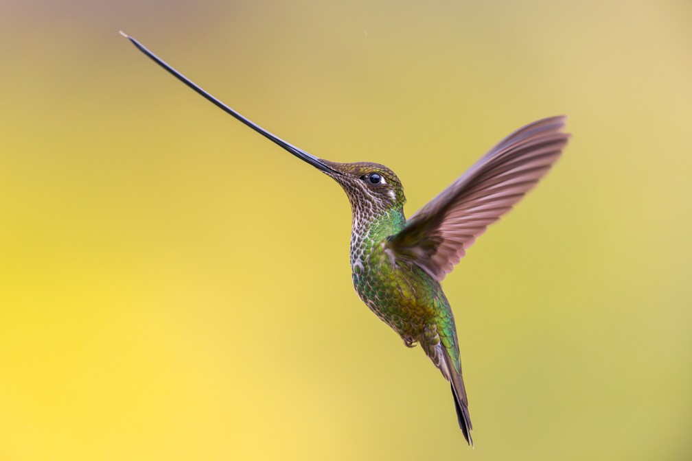 'Espada voadora' - Foto vencedora na categoria Aves em voo — Foto: Rafael Armada/Bird Photographer of the Year