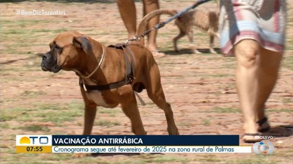 Confira o cronograma da vacinação antirrábica para cães e gatos na zona rural de Palmas