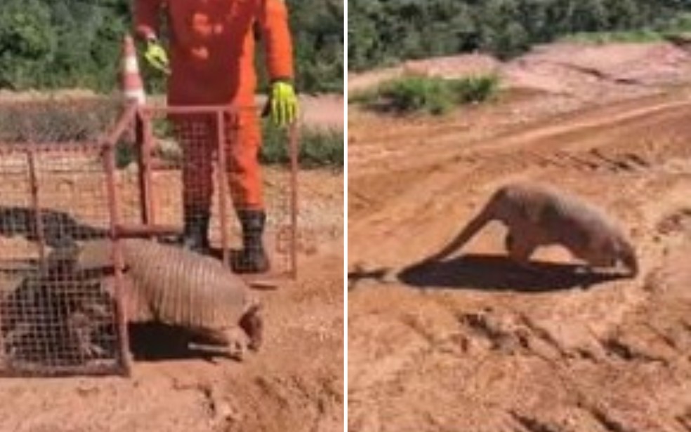 Animal, considerado de grande porte e com cerca de 30 kg, foi visto por moradores nos bairros Almerinda de Rezende e Alcira de Resende. — Foto: Reprodução/TV Anhanguera