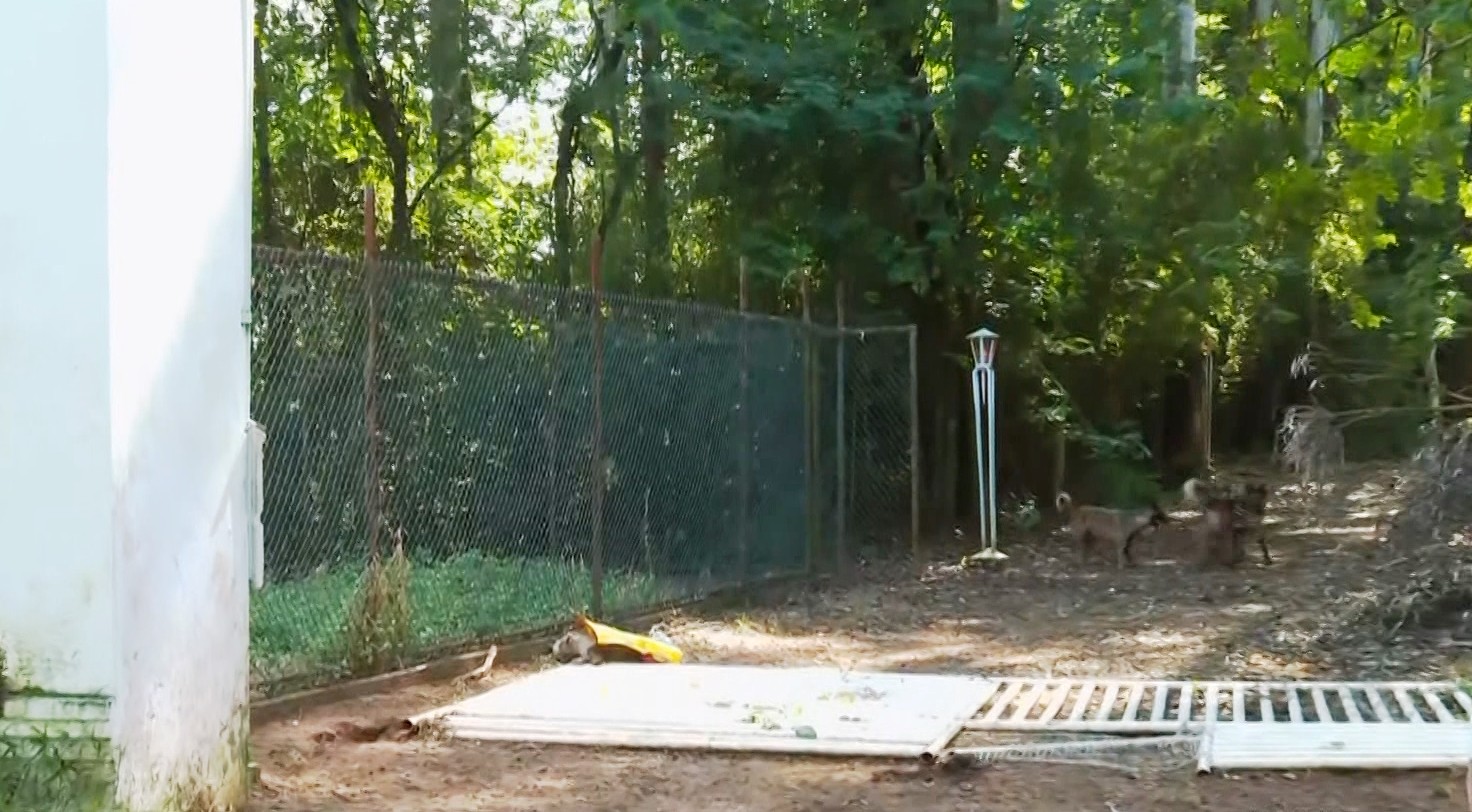 Mais de 130 animais são encontrados mortos em chácara no interior de SP; homem é preso e multado em mais de R$ 1 milhão