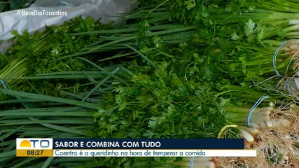 Comum no norte e nordeste do Brasil, o coentro é o preferido na hora de temperar a comida