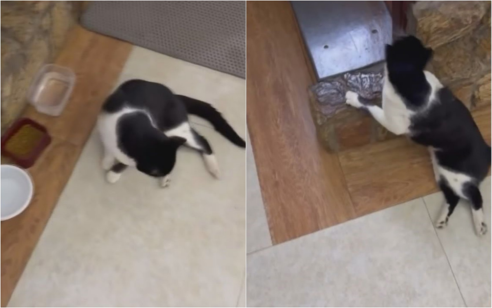 Homem é suspeito de atirar em gato de vizinho e deixar animal paraplégico em Lambari, MG