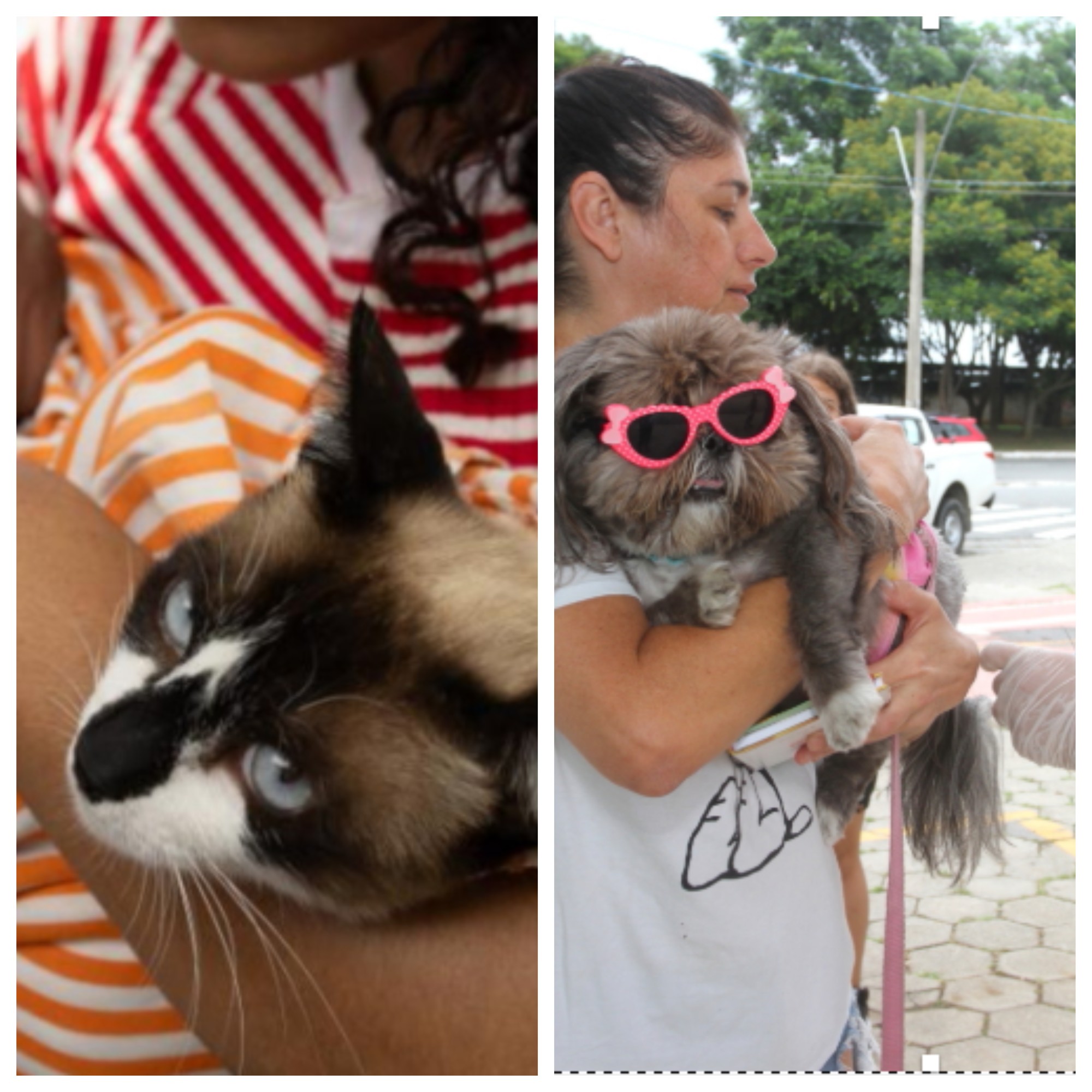 Começa Semana D de vacinação contra a raiva para cães e gatos em Contagem; confira locais