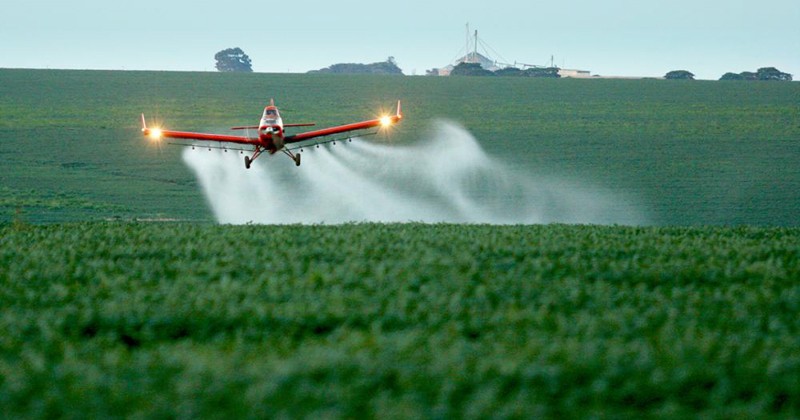 Produtos contra fungos comuns em plantações de café podem prejudicar o fígado de agricultores; entenda