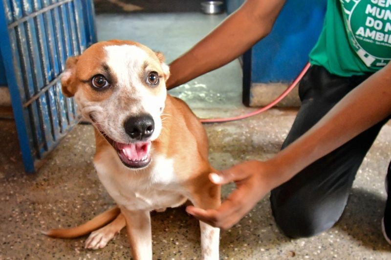 Conselho adota diretriz para instalar canis e gatis em penitenciárias brasileiras