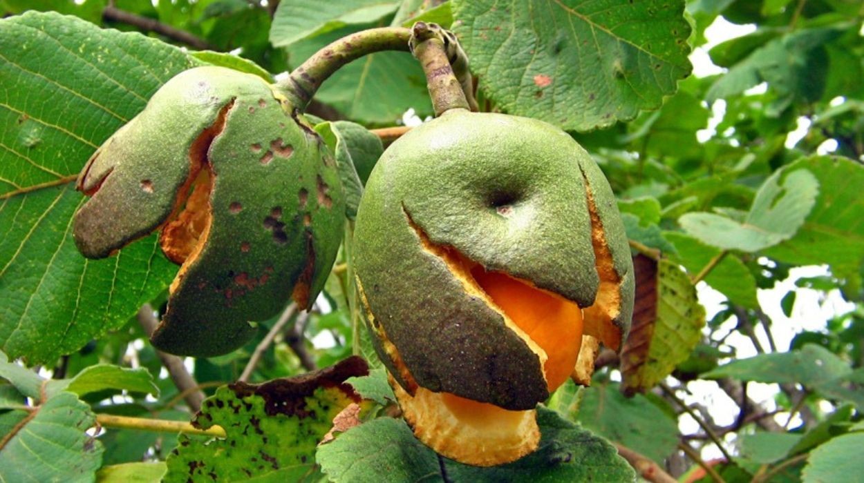 Estudo alerta: flores e frutos do Cerrado estão durando menos; veja o porquê