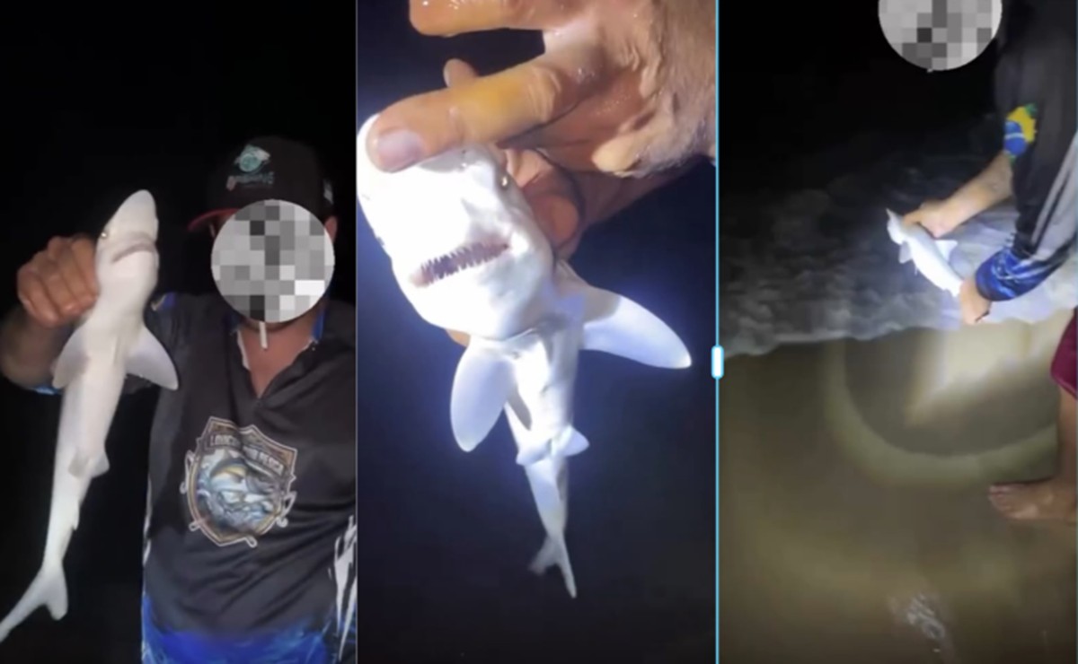 VÍDEO: pescador brinca com filhote de tubarão após captura acidental em Boa Viagem