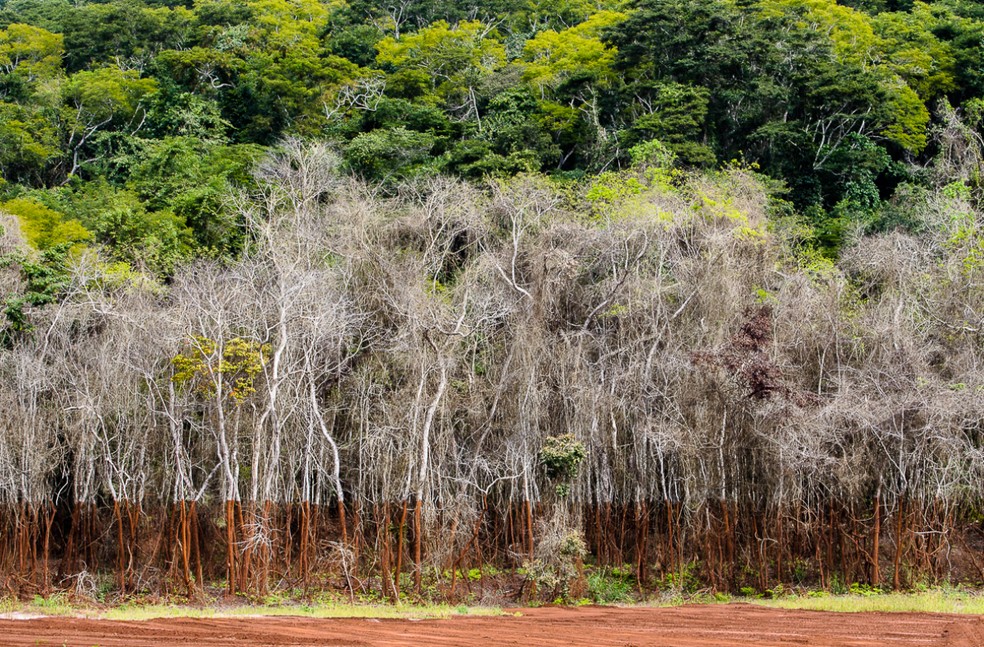 Dez anos depois do desastre de Mariana, lama de rejeito de minério causa impactos ambientais e sociais. — Foto: Max Perdigão