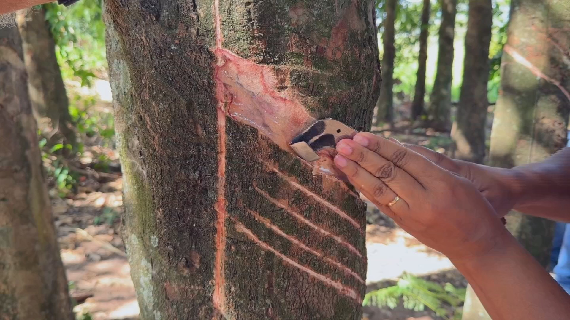 Falta de mão de obra leva produtores a investir em cursos de sangria no interior de SP