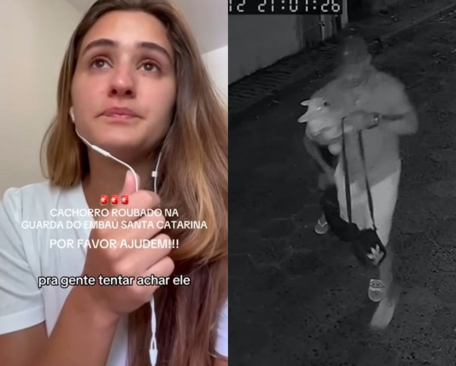 Filhote de buldogue é levado por ladrões após furto em casa de praia em SC; VÍDEO mostra crime