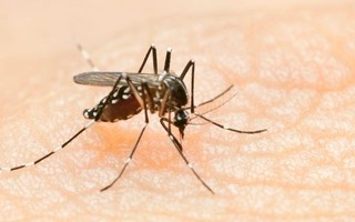 Dengue: veja quais os sintomas, cuidados e mitos sobre a doença