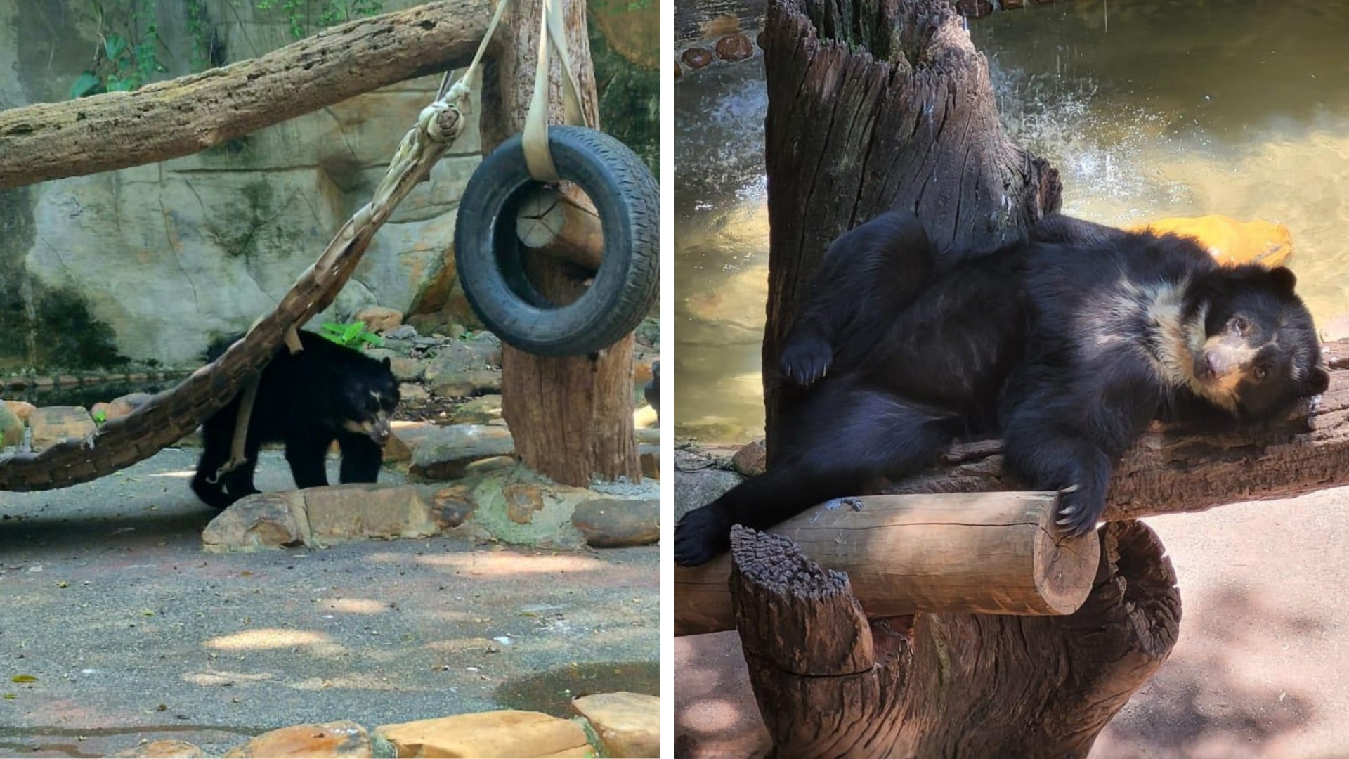 MP abre investigação sobre ursos do Zoo de Sorocaba e casal pode ser levado para santuário