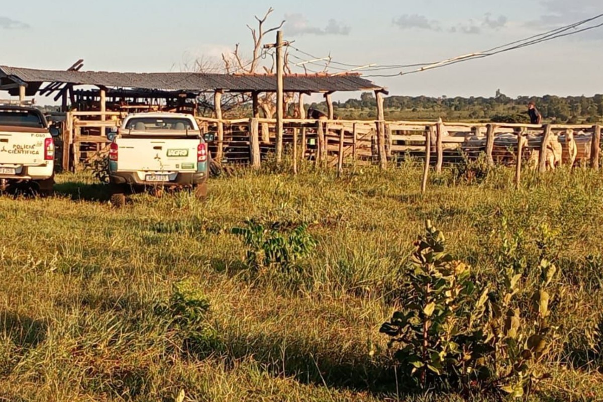 Pai e filho são presos duas vezes em menos de 2 dias suspeitos de receber mais de 70 cabeças de gado furtadas em MS
