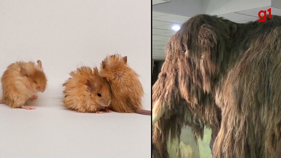 "Rato lanoso" ao lado de uma imagem de um mamute lanoso — Foto: Arte/g1