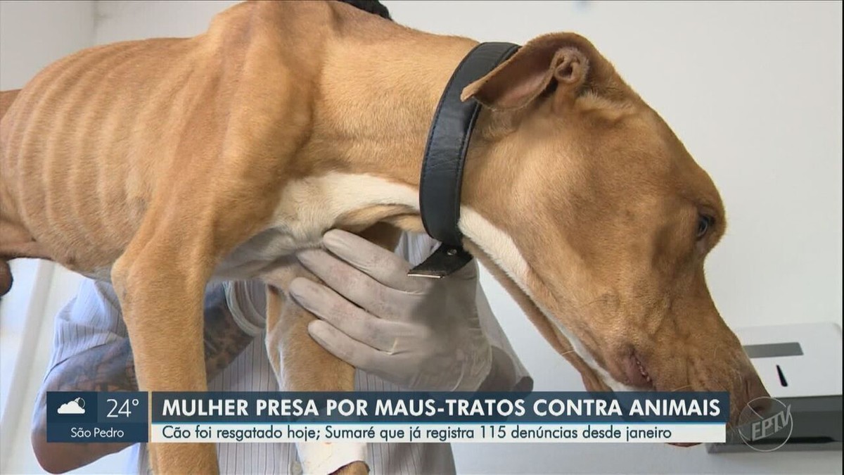 Cão mantido preso e sem comida dentro de casa é resgatado em Sumaré