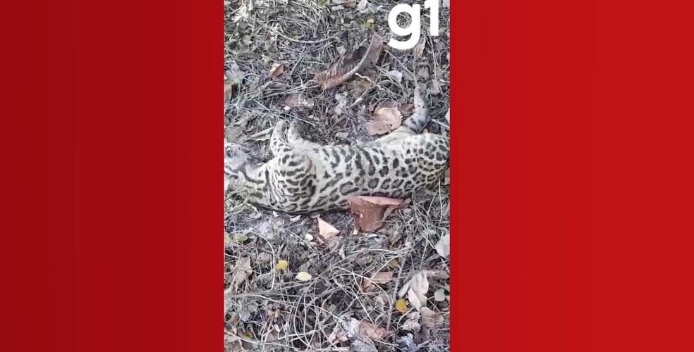 Jaguatirica é encontrada morta em saída de terreno baldio em Cuiabá — Foto: Reprodução