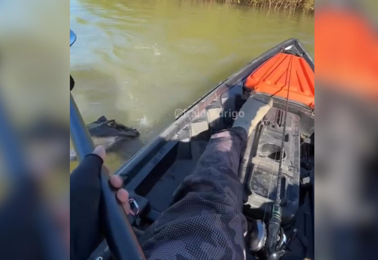 Jacaré gigante tenta levar peixe de anzol em ilha no TO e pescador reage com remo; VÍDEO