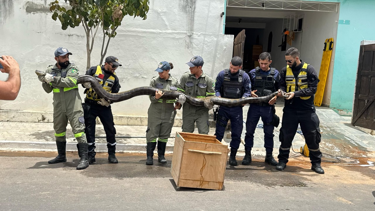 Sucuri de quase 5 metros de comprimento é capturada em cidade do norte da Bahia