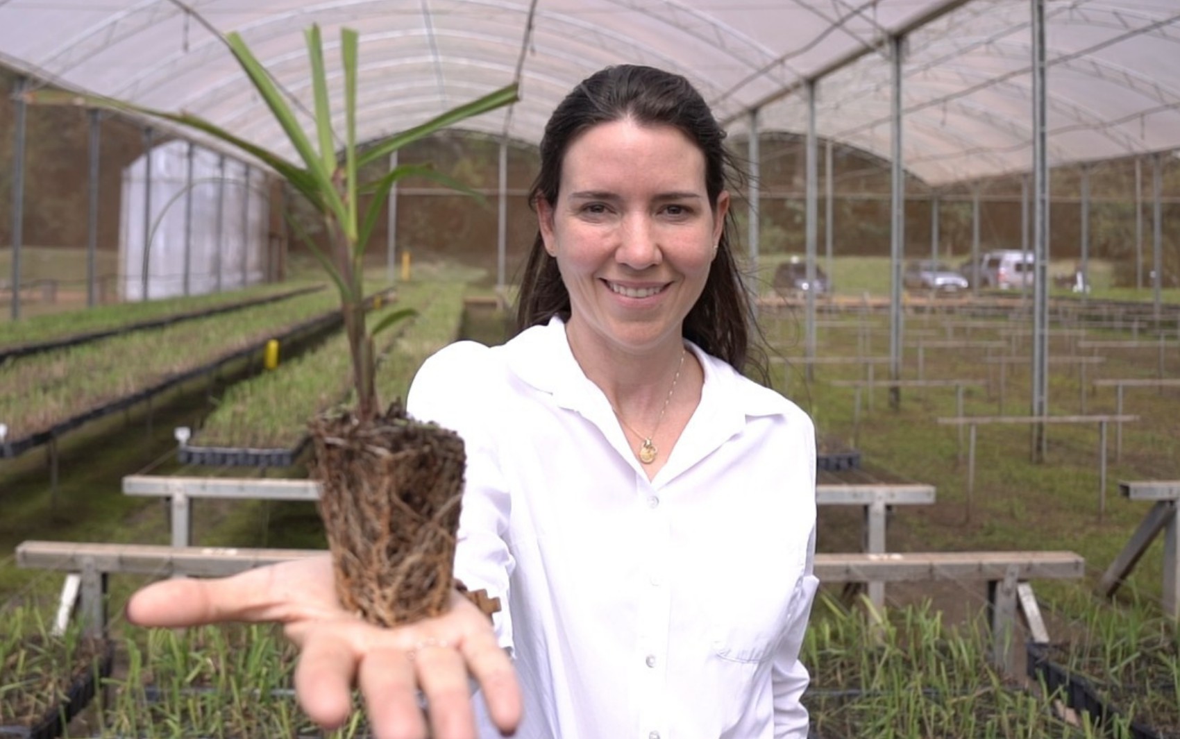 Fazenda de cana-de-açúcar em Batatais, SP, aposta em modelo sustentável com produção que vai do adubo à cachaça