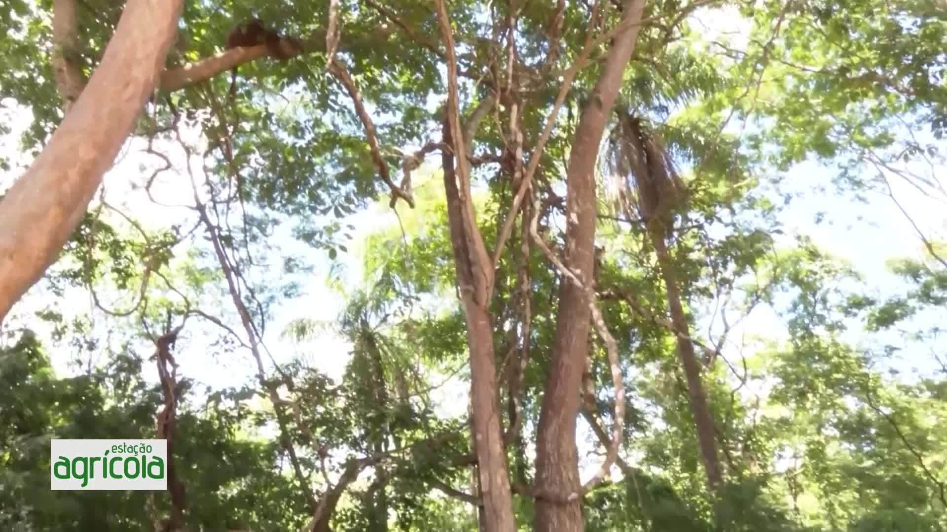 VÍDEOS: Estação Agrícola, 31 de maio de 2026